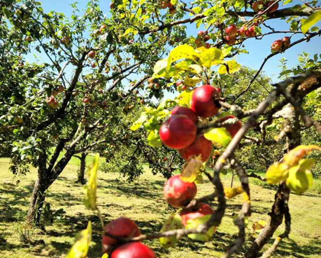 Writers Retreat beim Obstbauern im Südburgenland 